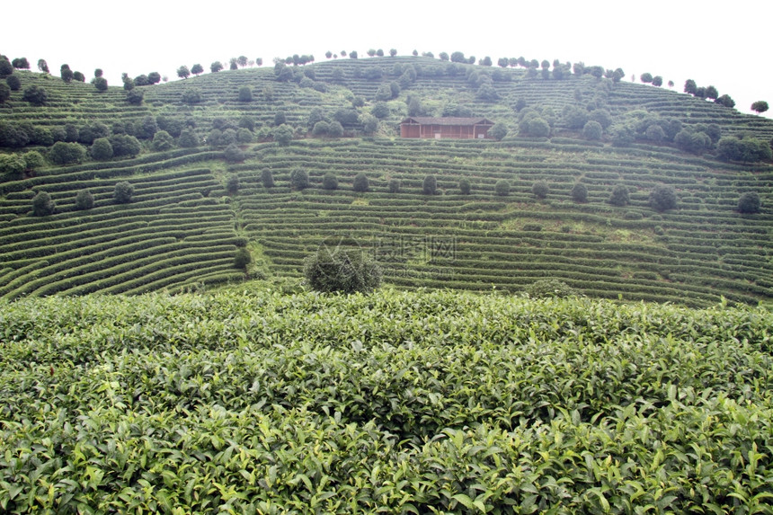 延武附近的茶灌和种植图片