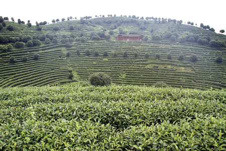 延武附近的茶灌和种植图片