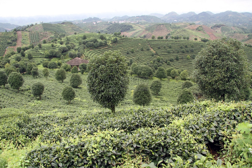 延武附近山上的茶叶种植园图片