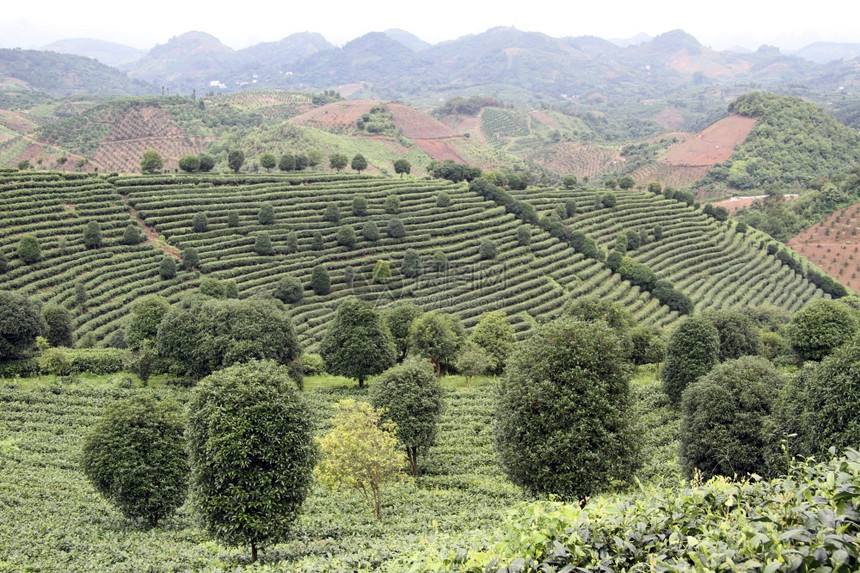 延武附近的山区茶叶种植园图片