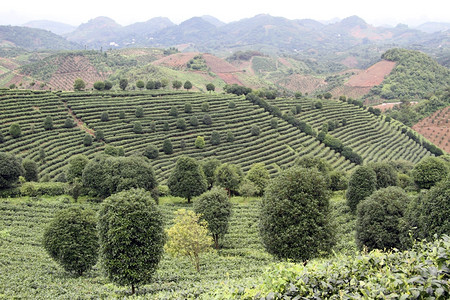 延武附近的山区茶叶种植园高清图片