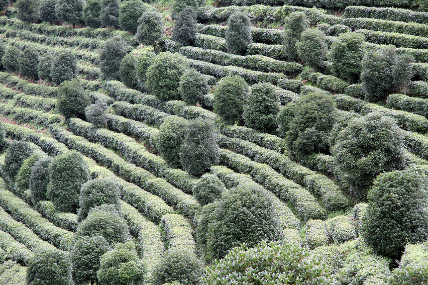 茶叶和山坡上的树木图片