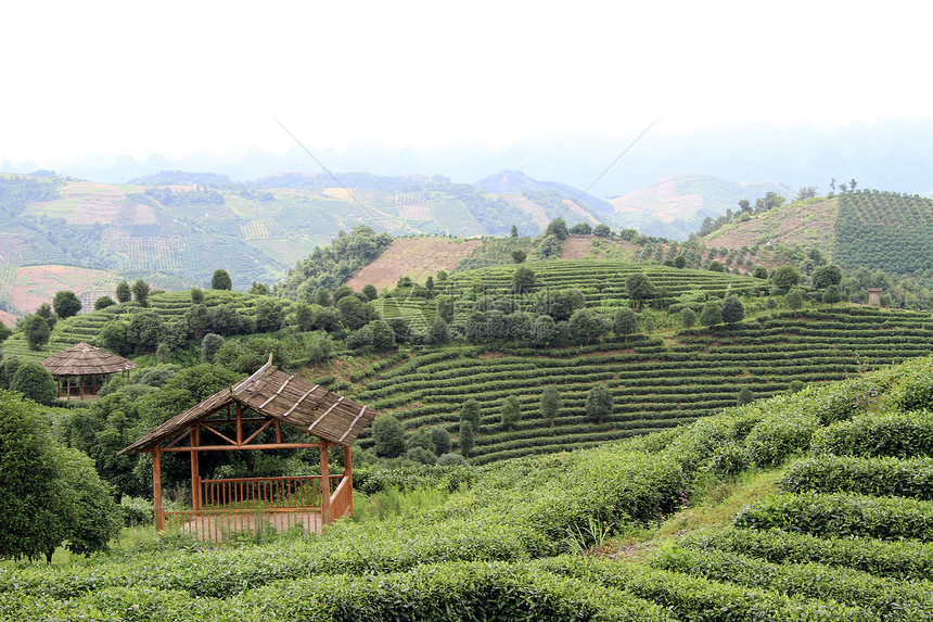 延武附近的木屋和茶叶种植园图片