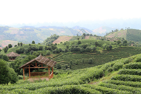 延寿延武附近的木屋和茶叶种植园背景