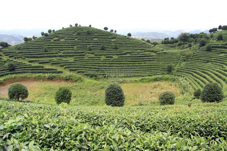 Yansuo附近的茶叶种植园图片