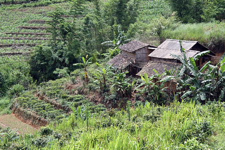 云南的农庄和茶叶种植园图片
