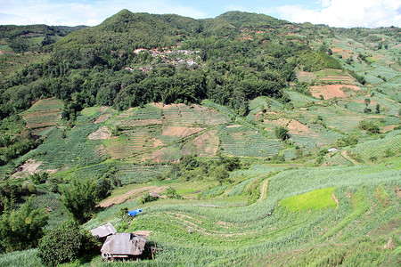 云南山谷甘蔗和茶叶种植园图片