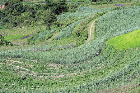 云南山谷甘蔗种植园图片