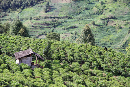 云南茶叶植物图片