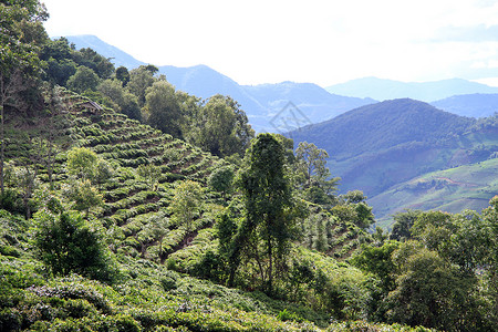 云南山坡上的茶叶种植园图片