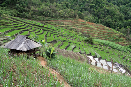 云南附近棚屋的甘蔗和大米背景图片