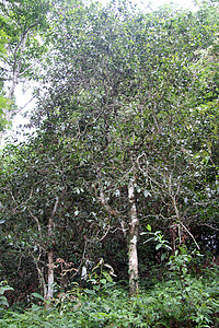 林中茶叶树图片