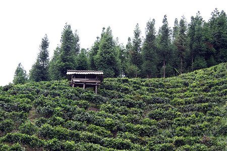 云南木棚和茶叶种植园图片