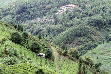 云南村和茶叶种植园图片