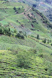 云南的公路和茶叶种植园图片