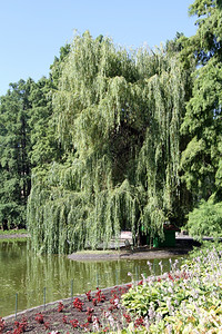 塞尔维亚诺萨德多瑙河公园的树木和湖泊图片