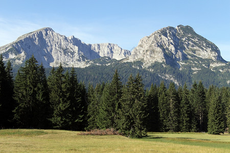 黑山Durmitor的绿色森林和山区图片