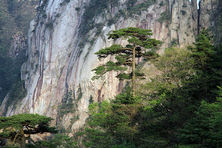 黄山大松树图片