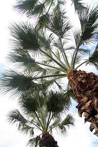 棕榈树的绿叶背景图片