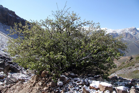 伊朗山区绿灌和雪图片