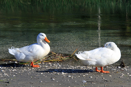 两只鸭子河边两只白鸭背景