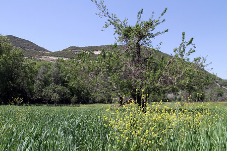 土耳其大树和绿草背景图片