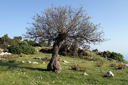 土耳其莱西亚绿草上的大树背景图片