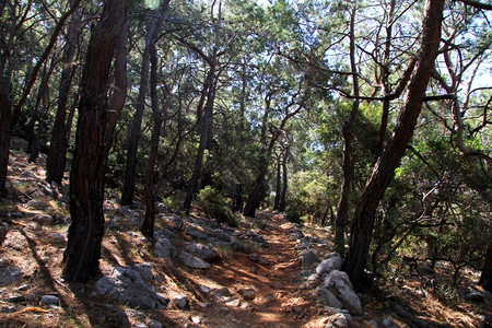 土耳其Karaoz附近的松林里西安方式图片