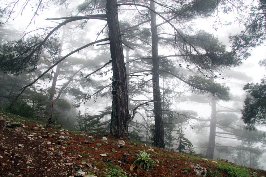 土耳其塔利山的森林中弥漫着迷雾图片
