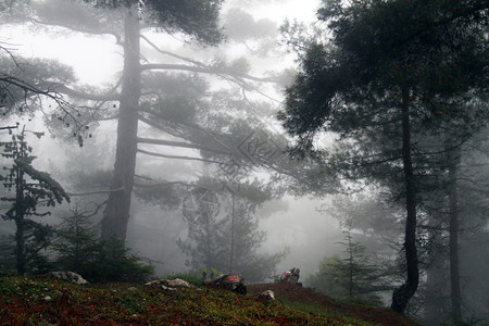 奥基亚利土耳其塔利山的烟雾中森林背景