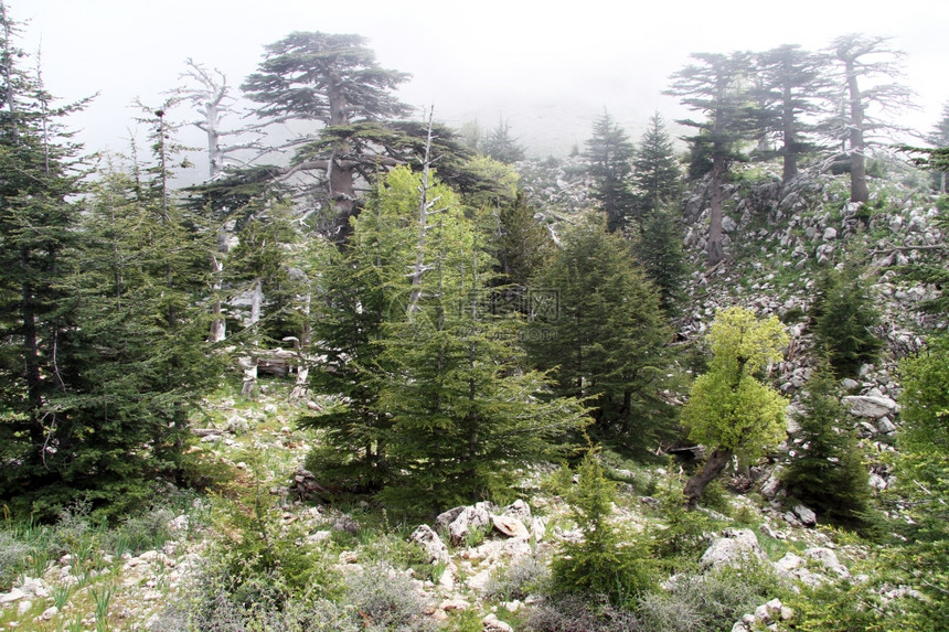 土耳其塔利山坡上的森林雾图片