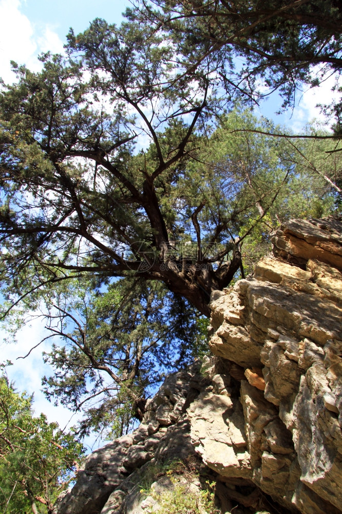 土耳其Goyynuk峡谷岩石上的松树图片
