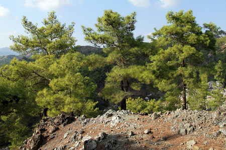 土耳其山区松树图片