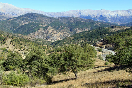土耳其的树木山地和沥青路图片