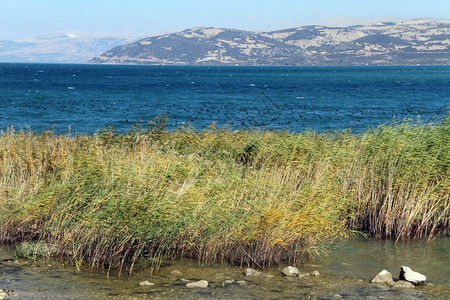 土耳其Egirdir蓝湖上的黑鸭图片