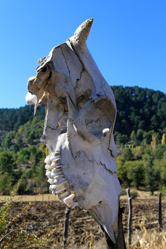 土耳其农场围栏上的大马头骨图片