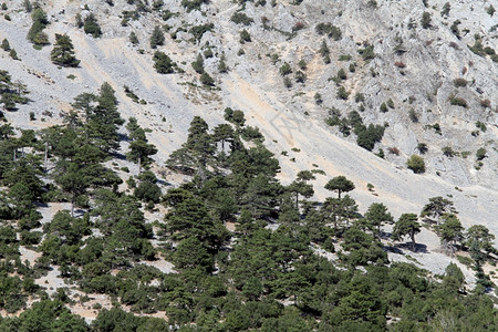 土耳其山坡上的森林图片