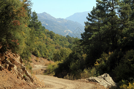 土耳其南部山区泥土路和森林背景图片