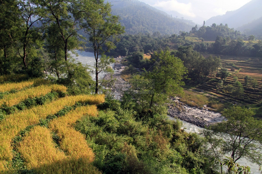 尼泊尔河附近的黄稻田图片