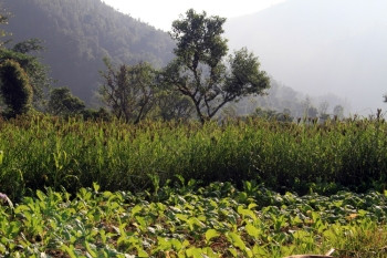 在尼泊尔亚洲的绿小米田和树木图片