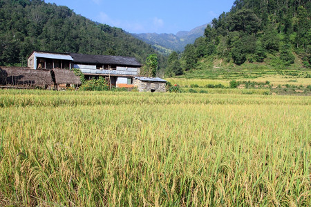 尼泊尔农庄附近田野上的黄水稻图片