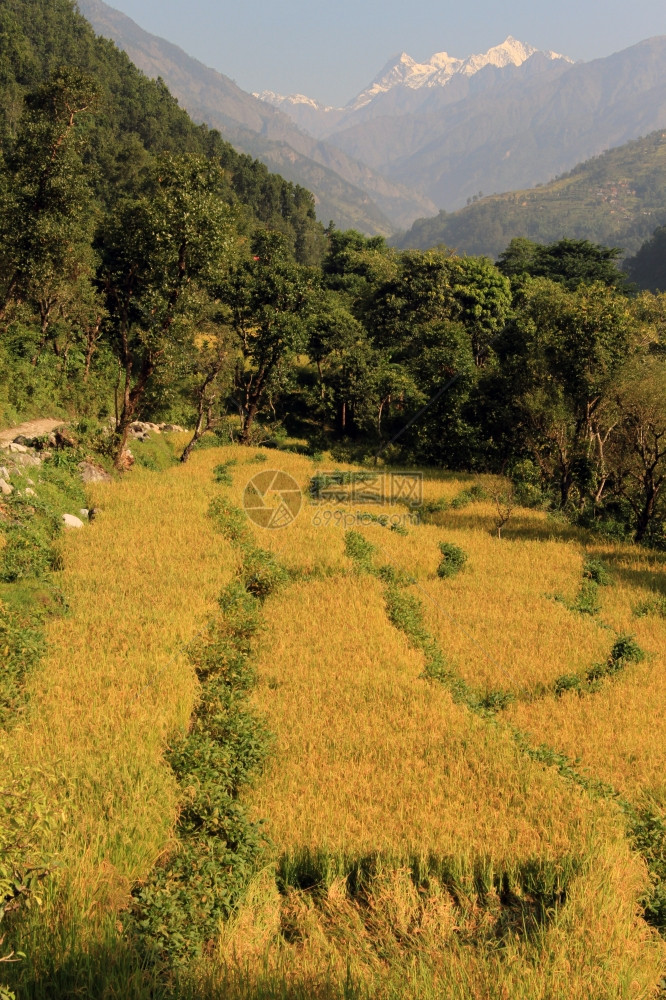 尼泊尔黄稻田和森林图片