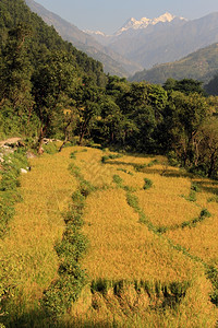 尼泊尔黄稻田和森林图片