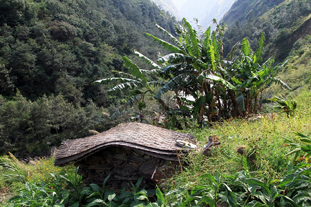 尼泊尔山区小屋和大香蕉树高清图片