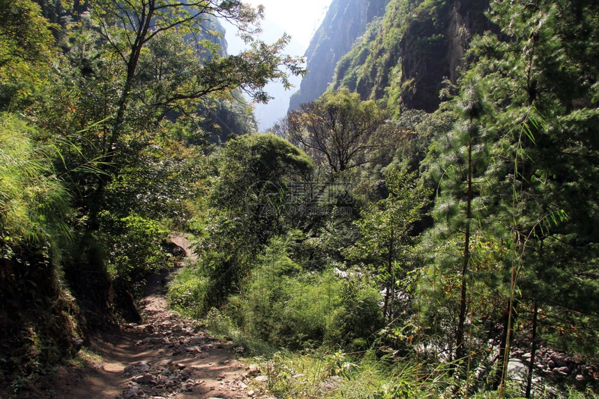 尼泊尔河附近森林的足道图片