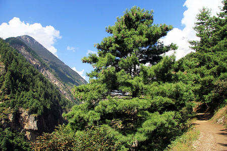 尼泊尔山中大松树和人行道图片