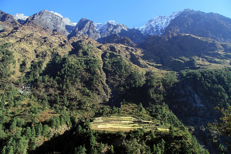 尼泊尔山坡上的田地图片