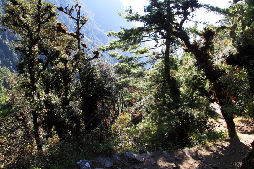 尼泊尔森林中的脚足路径图片