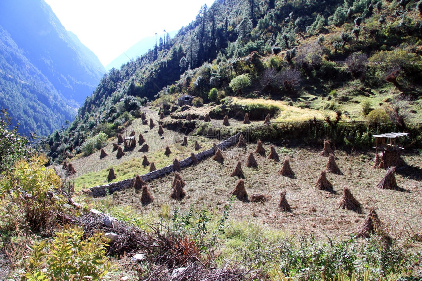 尼泊尔山区农田上的作物图片