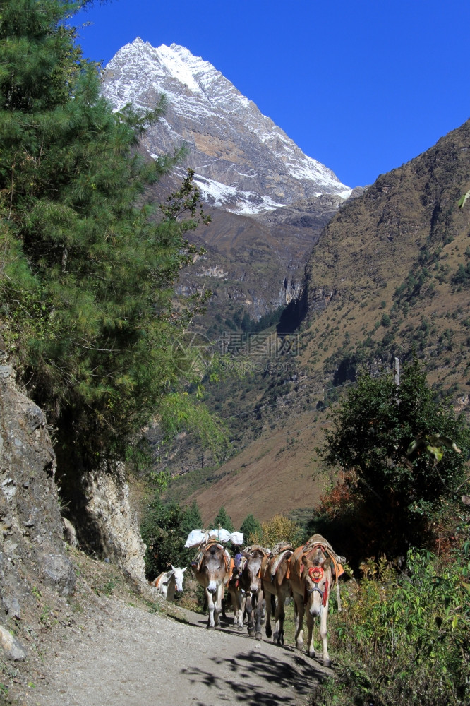 尼泊尔山脚下的驴子图片